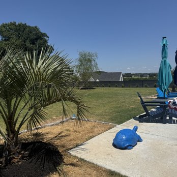 Moon Valley Nurseries - Pindo Palm foreground, Weeping Willow mid ground and Wax Leaf Privet background - Nurseries & Gardening Near Me - Fort Worth, Texas