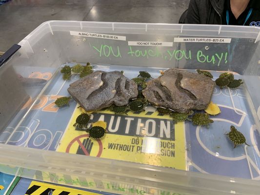 Michigan State Fair by null