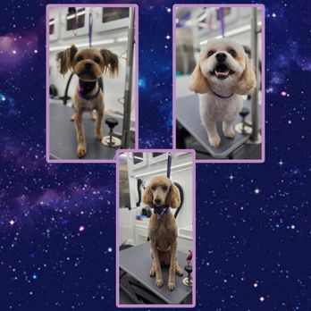 Cosmic Grooming - Pet Groomers Near Me - Shelbyville, Tennessee Cosmic Grooming - Pet Groomers Near Me - Shelbyville, Tennessee