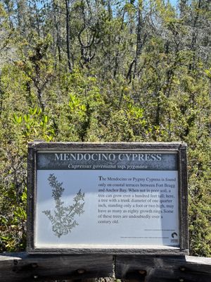 Pygmy Forest Discovery Trail by null