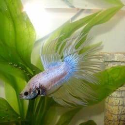 Crown tail, pastel, tri-color Betta $ 7.99!!