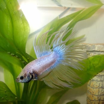 Petco - Crown tail, pastel, tri-color Betta $ 7.99!! - Pet Training Near Me - Anchorage, Alaska
