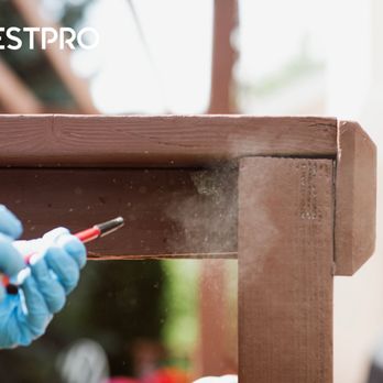 Pest Pro Pest Control - Spraying a small wasp nest after inspection. - Pest Control Near Me - Salt Lake City, Utah Pest Pro Pest Control - Spraying a small wasp nest after inspection. - Pest Control Near Me - Salt Lake City, Utah