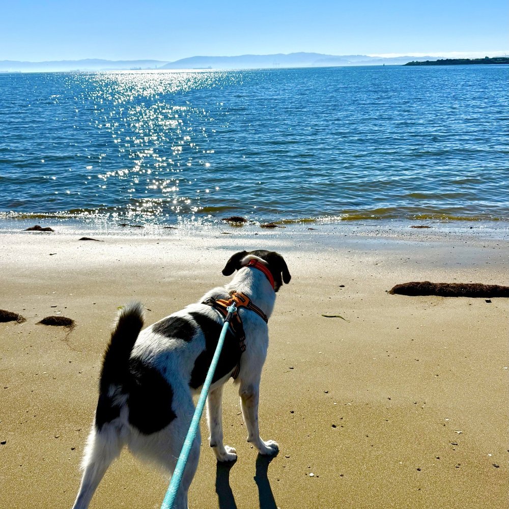 Alameda Beach - Beaches Near Me - Alameda, California