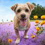 Photo of Bubbles & Bows Mobile Dog Grooming