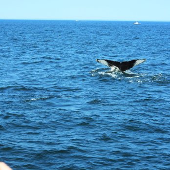Cape Ann Whale Watch - Cape Ann Whale Watch_Sanju-4 - Boat Charters Near Me - Gloucester, Massachusetts