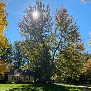 Zion Artisan - Tree Services Near Me - Painesville, Ohio Zion Artisan - Tree Services Near Me - Painesville, Ohio
