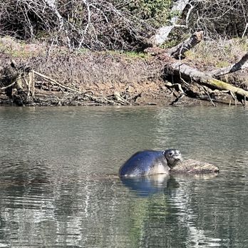 Catch A Canoe & Bicycles Too - Saw a couple of harbor seals along the way - Bikes Near Me - Mendocino, California Catch A Canoe & Bicycles Too - Saw a couple of harbor seals along the way - Bikes Near Me - Mendocino, California