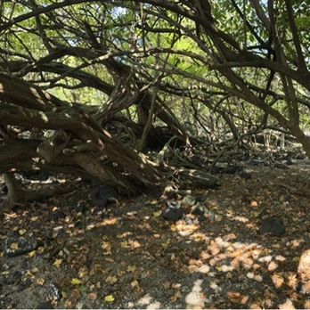 Captain Cook Monument - Pano of trail through trees - Landmarks & Historical Buildings Near Me - Captain Cook, Hawaii