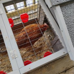Jordan's Farm Eggs