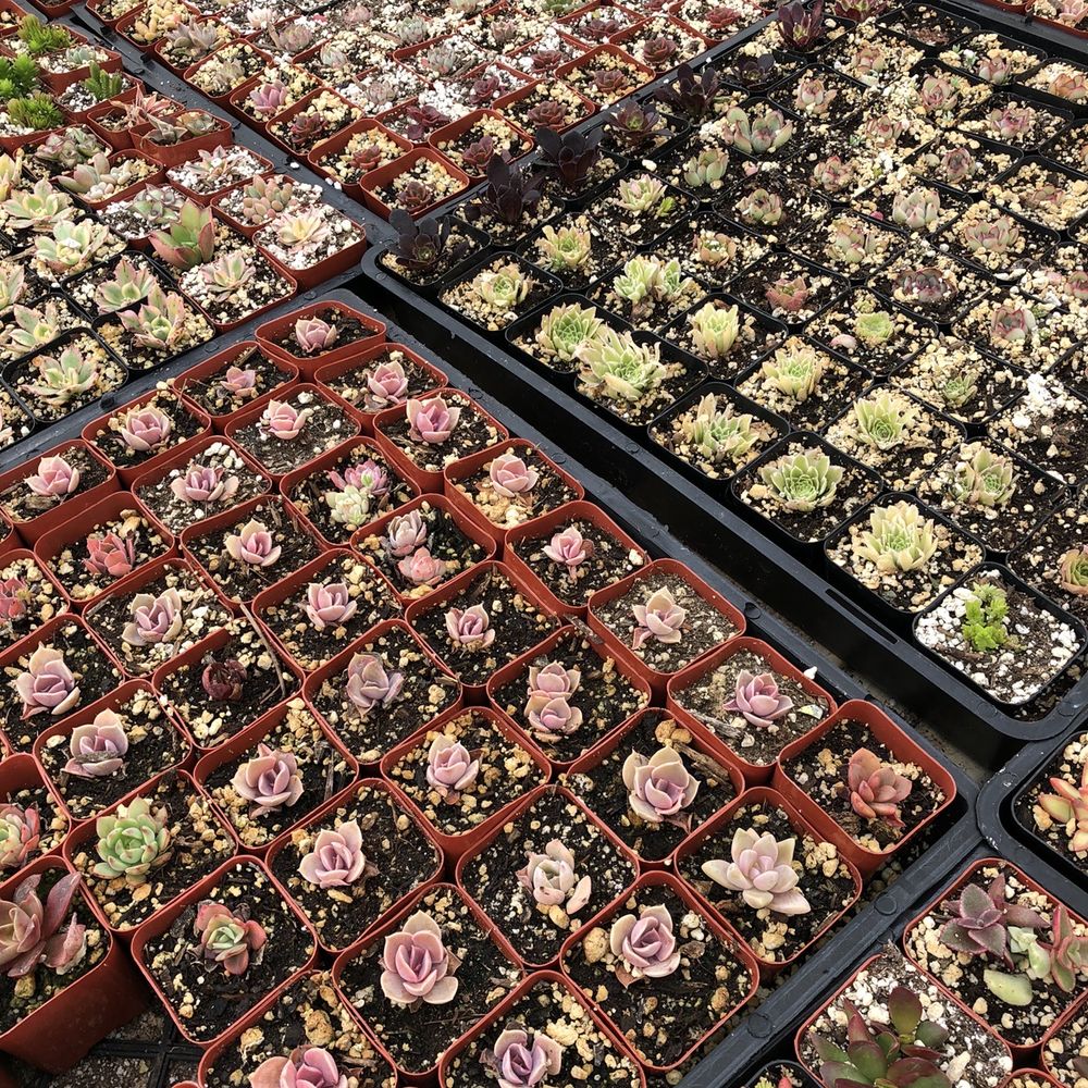 Rojas Succulents and Cacti - Nurseries & Gardening Near Me - Fallbrook, California Rojas Succulents and Cacti - Nurseries & Gardening Near Me - Fallbrook, California