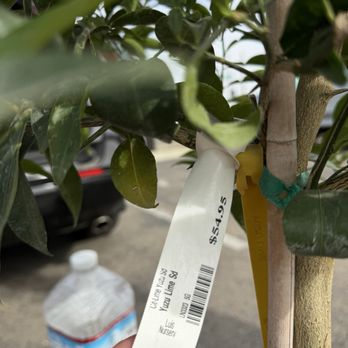 Luis Nursery - Found a yuzu citrus tree for $55! - Nurseries & Gardening Near Me - Visalia, California