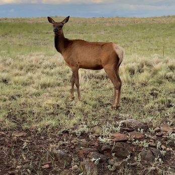 Big Lakes Recreational Area - Elk everywhere - Campgrounds Near Me