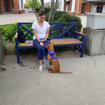 BRAVE Pet Services - Charlie working on his focus at the Leesburg Outlet Mall - Pet Training Near Me