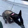 Photo of Limitless Canine