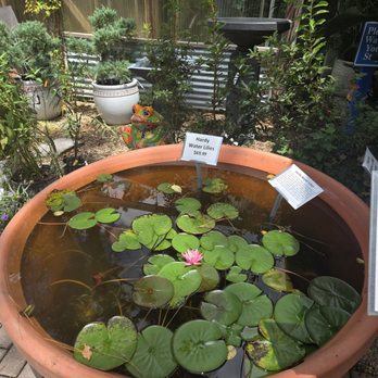 Tallahassee Nurseries Inc - Lily pads water feature setup - Nurseries & Gardening Near Me - Tallahassee, Florida Tallahassee Nurseries Inc - Lily pads water feature setup - Nurseries & Gardening Near Me - Tallahassee, Florida