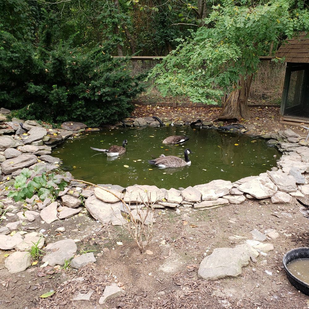 Sweetbriar Nature Center - Geese! - Botanical Gardens Near Me - Smithtown, New York
