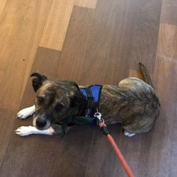 Element Brewing & Distilling - Dog friendly indoors