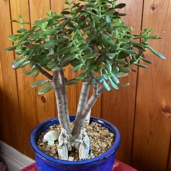 Archimage - Baby jade plant with a jade turtle and zen figurines.