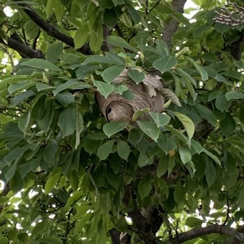 A Aardvark Pest Control Corporation - Hornets nest! - Pest Control Near Me - Staten Island, New York A Aardvark Pest Control Corporation - Hornets nest! - Pest Control Near Me - Staten Island, New York