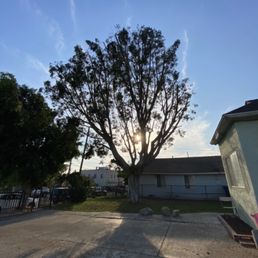 Amazing This is my tree right after CLA tree experts.!