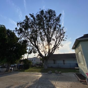 CLA Tree Experts - Amazing This is my tree right after CLA tree experts.! - Tree Services Near Me