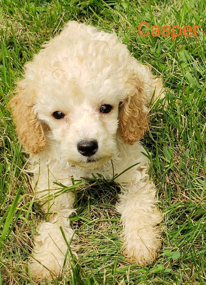 KD KENNELS Updated September 2024 Request Information W8972 Quinn