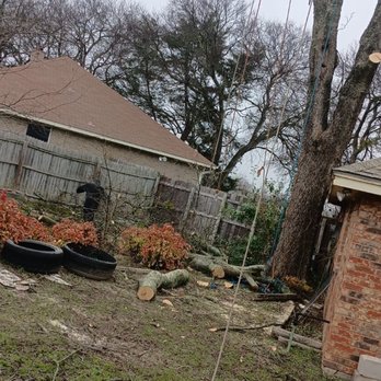 Iron Side Properties - Extra large tree next to house - Landscaping Near Me - Edgewood, Texas Iron Side Properties - Extra large tree next to house - Landscaping Near Me - Edgewood, Texas