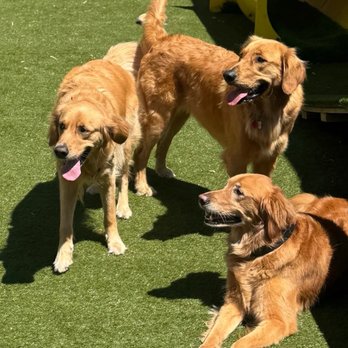 Cruisin' Canines - Dog - Pet Boarding Near Me - Chicago, Illinois Cruisin' Canines - Dog - Pet Boarding Near Me - Chicago, Illinois