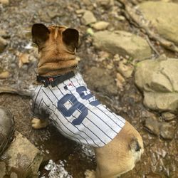 Watchung Reservation - My dog cash wading in the cool water