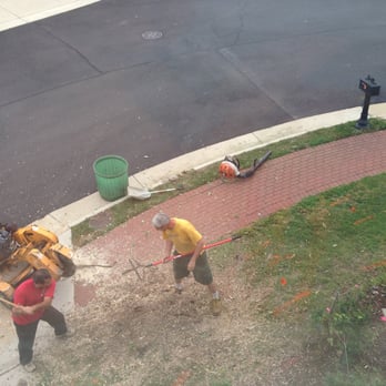 DCP Tree Service - Because too many Miss Utility's markings were so close to the foot of the tree, the owner worked on the stump grinding himself. - Tree Services Near Me