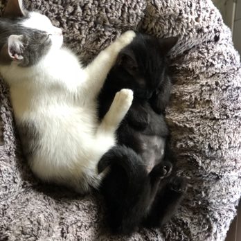 Orlando Cat Cafe - Animal Shelters Near Me - Clermont, Florida Orlando Cat Cafe - Animal Shelters Near Me - Clermont, Florida