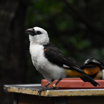 Gorilla Falls Exploration Trail - White-headed buffalo weaver - Amusement Parks Near Me - Lake Buena Vista, Florida