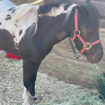 Maui Animal Farm - Miniature pony - Petting Zoos Near Me - Lahaina, Hawaii