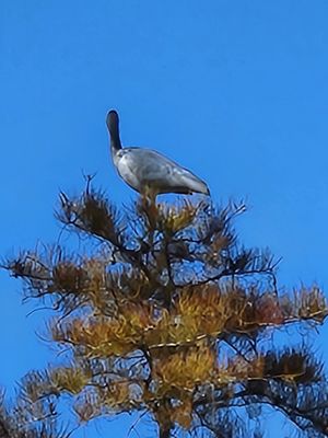 Stephen C Foster State Park by null