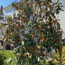 Meadows Farms Nurseries - Fredericksburg - Pictures of the new magnolia tree planted by Meadows Farms.