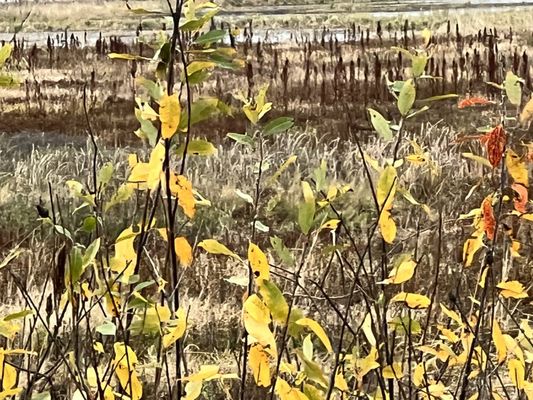 Sherburne National Wildlife Refuge by null