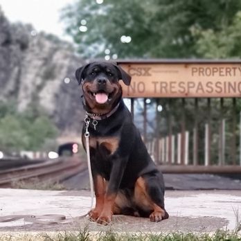 Ridgeside K9 - Pet Training Near Me - Bluemont, Virginia Ridgeside K9 - Pet Training Near Me - Bluemont, Virginia
