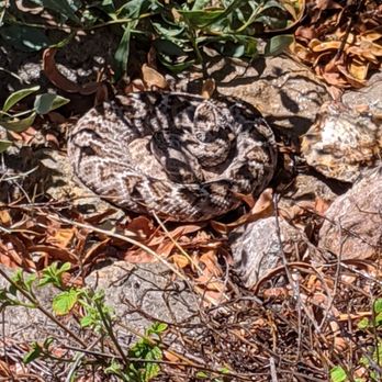 Rattlesnake Solutions - Rattlesnake cooling off while we watered our backyard plants. - Wildlife Control Near Me - Tucson, Arizona Rattlesnake Solutions - Rattlesnake cooling off while we watered our backyard plants. - Wildlife Control Near Me - Tucson, Arizona