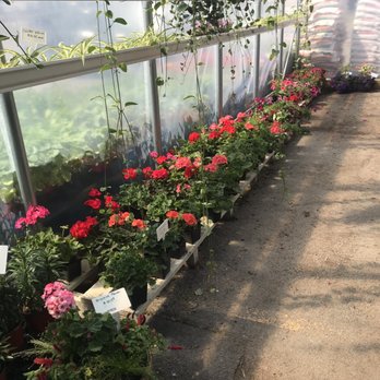 Dutchland Foods - Annuals for sale - Delis Near Me - Marion, New York Dutchland Foods - Annuals for sale - Delis Near Me - Marion, New York
