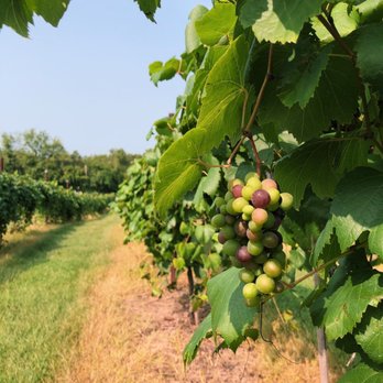 Arrington Vineyards - Wine Tasting Room Near Me - Arrington, Tennessee Arrington Vineyards - Wine Tasting Room Near Me - Arrington, Tennessee