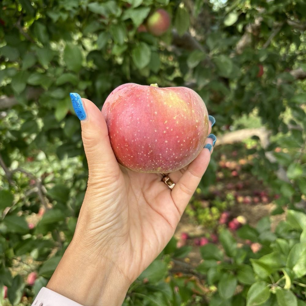 Courtland Apple Courtland Apple