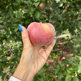 Courtland Apple