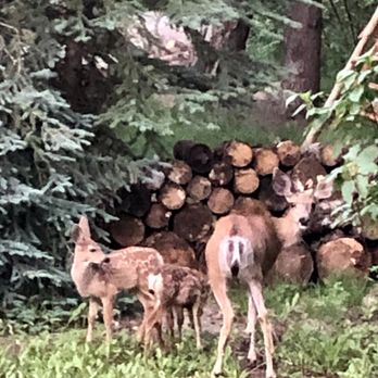 Vacasa - Beautiful animals that we saw from the back deck - Vacation Rentals Near Me Vacasa - Beautiful animals that we saw from the back deck - Vacation Rentals Near Me