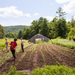 Adamah CSA West Hartford - Adamah farmers hoeing baby broccoli plants.