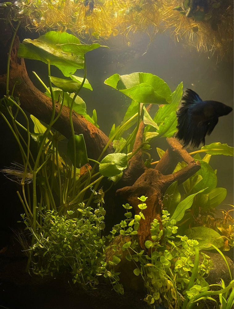 TRIDENT’S COVE 10 Photos Mesa, Arizona Aquarium Services Phone