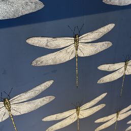 dragonflies on a blue background dragonflies on a blue background