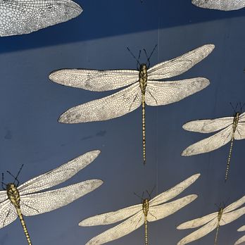 Arterial Coffee - dragonflies on a blue background - Coffee & Tea Near Me - Philadelphia, Pennsylvania Arterial Coffee - dragonflies on a blue background - Coffee & Tea Near Me - Philadelphia, Pennsylvania