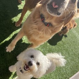 My little Vanessa having a great time with her big dog friends