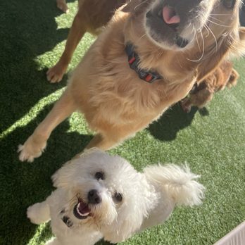 A Bark Idea - My little Vanessa having a great time with her big dog friends - Pet Training Near Me - Redondo Beach, California